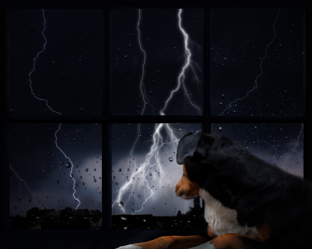 Dog scared of lightning