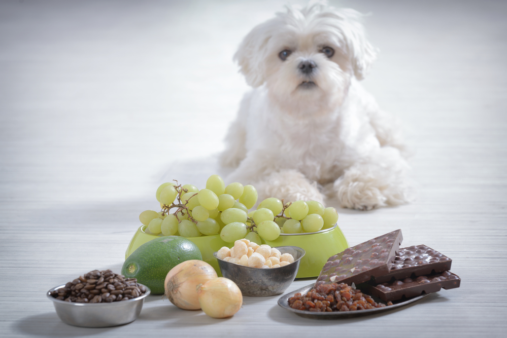 toxic food and your dog